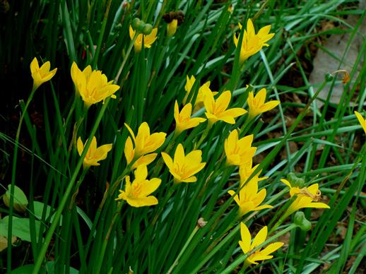 Zephyranthes citrina
